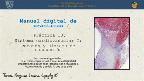 Sistema Cardiovascular Tnli Darling Doctor Udocz