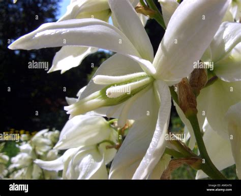 Adam's needle, weak-leaf Yucca (Yucca filamentosa), flower Stock Photo - Alamy