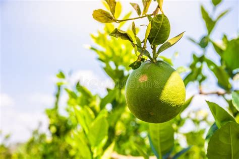 1659 Lemon Tree Grove Stock Photos Free And Royalty Free Stock Photos