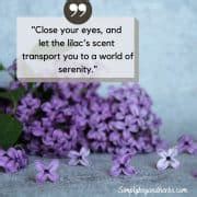 260+ Best Lilac quotes and lilac captions: Ultimate Collection ...