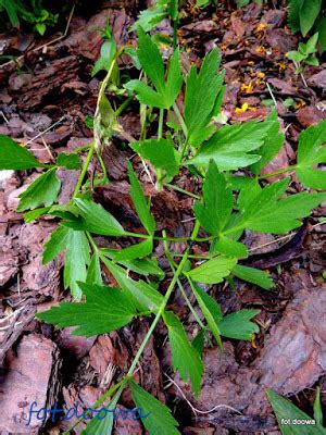 Lubczyk ogrodowy Levisticum officinale Kulinarny Świat