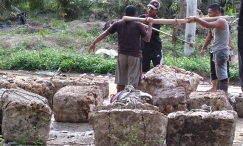 GoRiau Pekan Ini Harga Karet Kuansing Rp12 421 Per Kg Cuan Petani