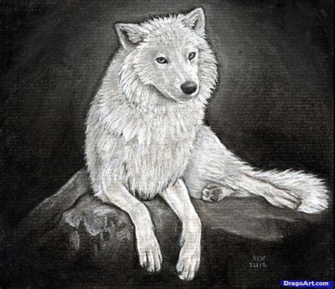 Arctic Wolf Drawing - Draw easy