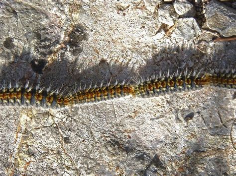 Processionary Caterpillars In Spain Https Spainbuddy