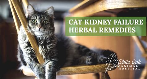 Cat Kidney Failure Herbal Remedies - White Oak Animal Hospital