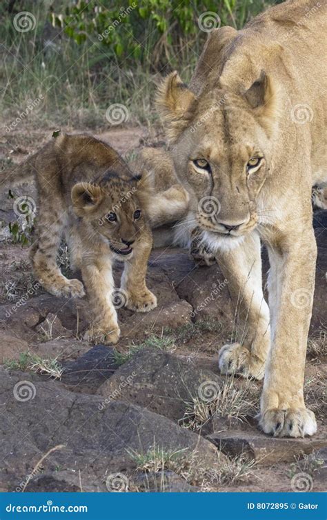 African Lioness With Cub Stock Image Image Of Creche 8072895