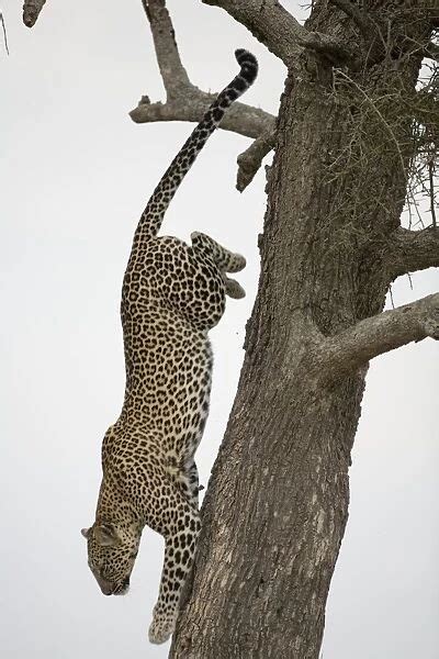 Leopard Panthera Pardus Climbing Down Tree Trunk