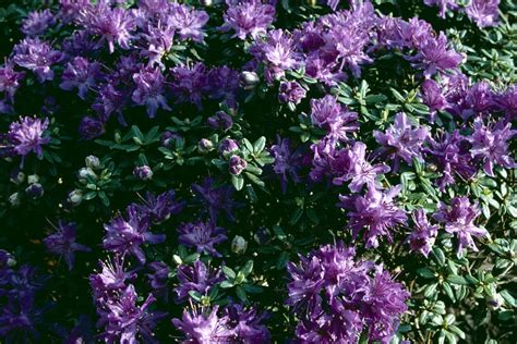 Dwarf Rhododendron Plants