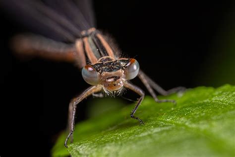 Damselfly Face Portraits Macro Uk