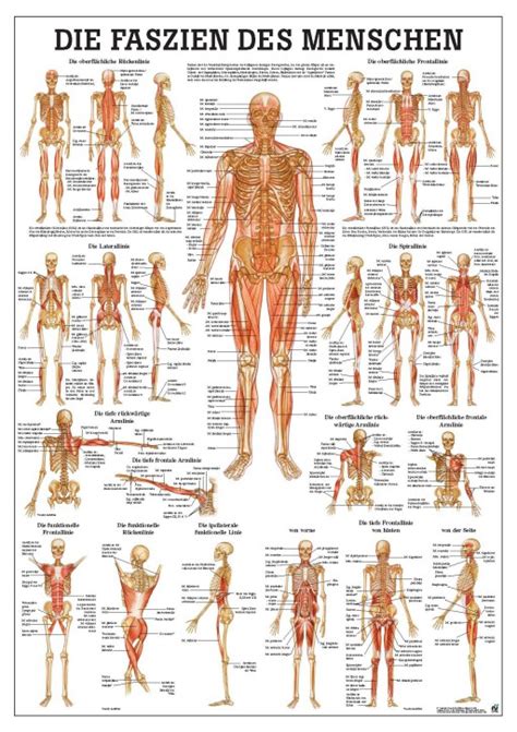 Rüdiger Anatomie um den Menschen besser zu verstehen