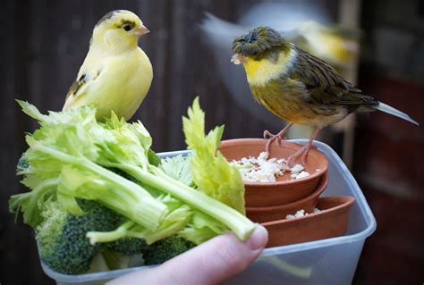 Consejos B Sicos Para Aprender A Alimentar A Tus Canarios