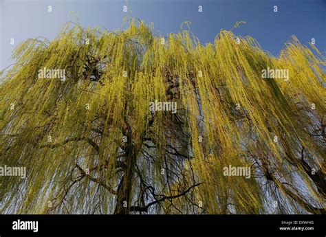 Blooming Weeping Willow In Spring Hi Res Stock Photography And Images