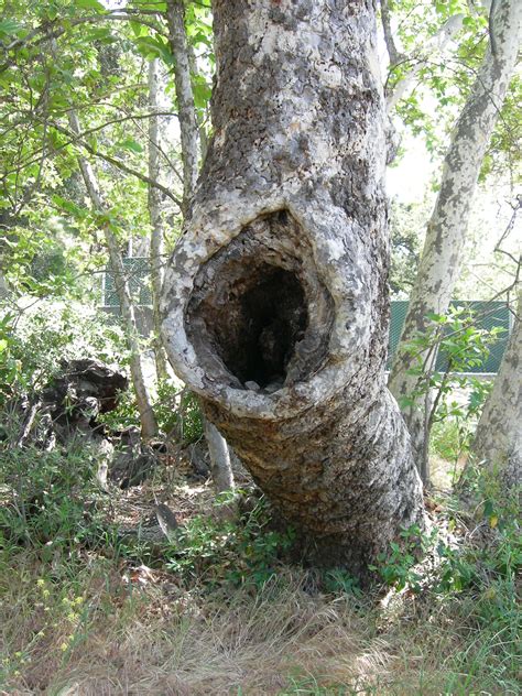 Tree Holes Evergreen Arborist Consultants