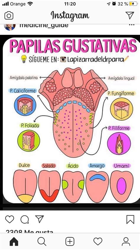 Estructuras Gustativas Biopsicosalud