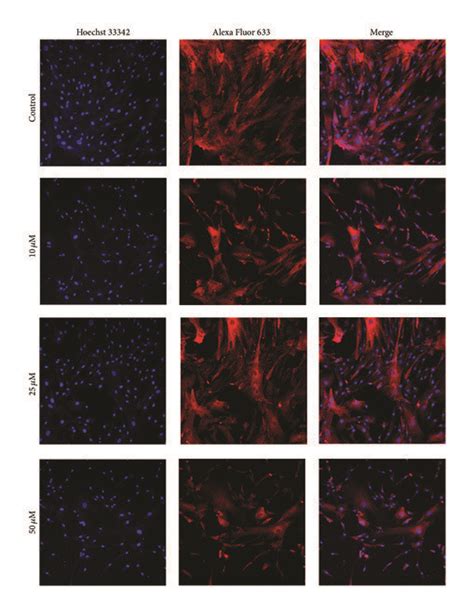 Localization Examination Of Hsp In Hbm Mscs By Immunofluorescence