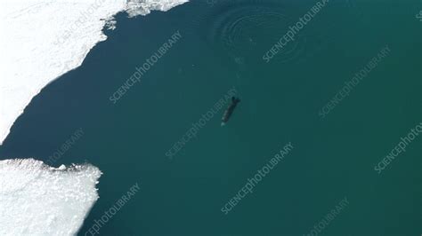 Aerial View Of Sea Otter In Prince William Sound Alaska USA Stock