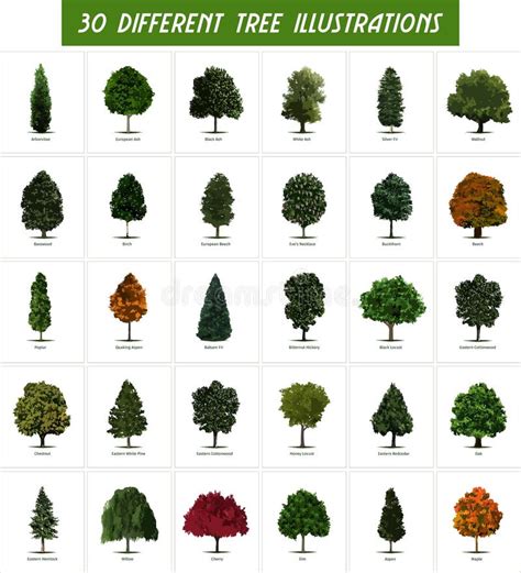 30 Different Tree Types Illustrations Stock Illustration - Illustration of digital, dogs: 145485656