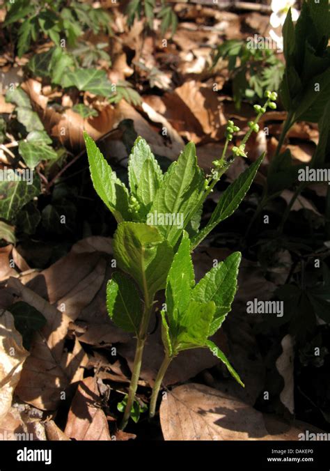 Dogs Mercury Mercurialis Perennis Blooming Male Plant Germany