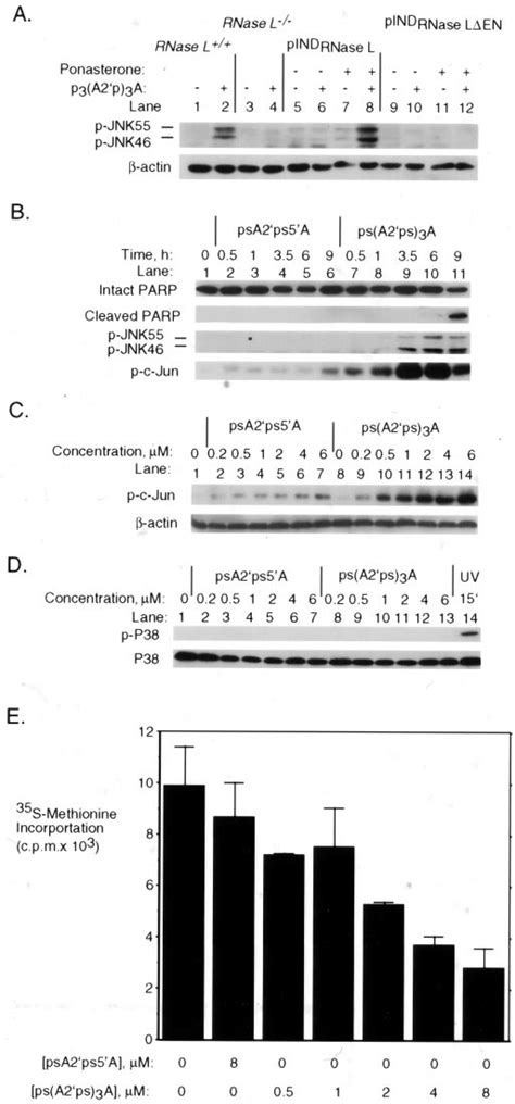 Activation Of RNase L With 25A Induces Phosphorylation Of C Jun And