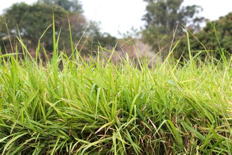 Forrageiras saiba tudo para cultivá las Safra Viva