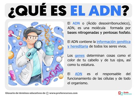 Qu Es El Adn