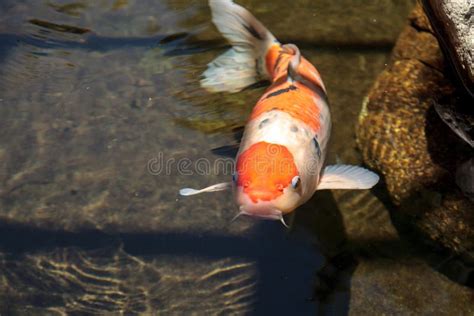 Peixes De Koi Haematopterus De Carpio Do Cyprinus Foto De Stock