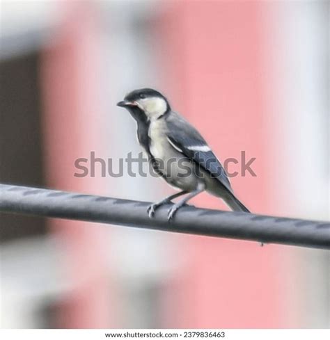 Birds Marvels Flight Color Grace Our Stock Photo 2379836463 Shutterstock