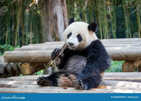 Cute Panda Sitting On The Bench While Eating A Plant Stock Photo