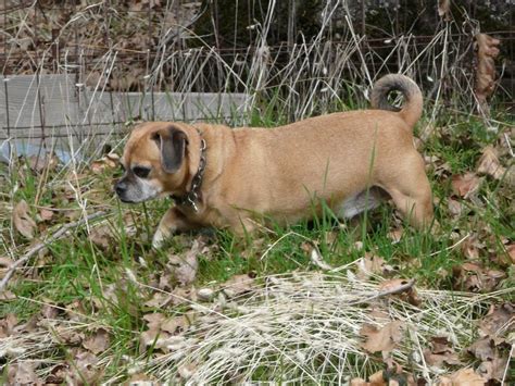 Daug Dog Pug And Dachshund Mix