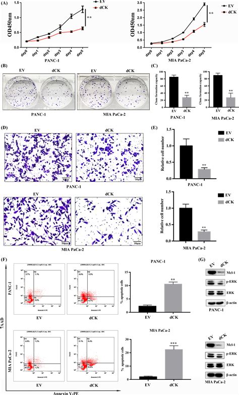 Dck Negatively Regulates The Nrf Are Axis And Ros Production In