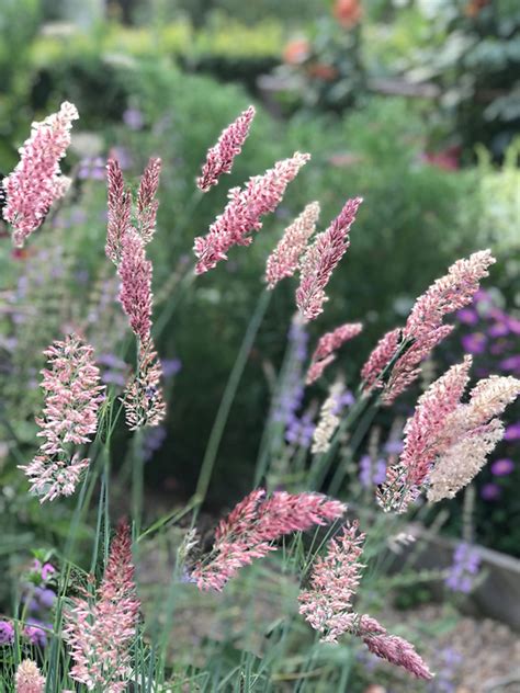 A Small Ornamental Grass for the Garden - Horticulture