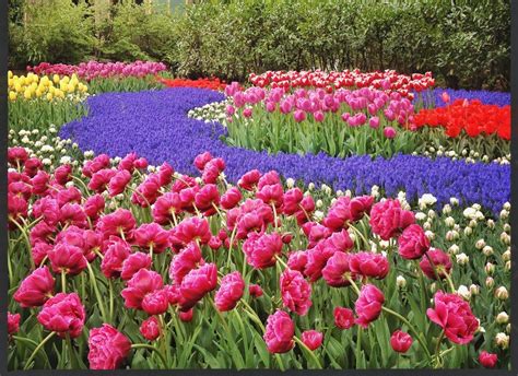 Fioriture Primaverili in Italia e in Europa le Più Belle da Vedere in