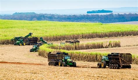 Safra de cana de açúcar deve ser de 598 milhões de toneladas