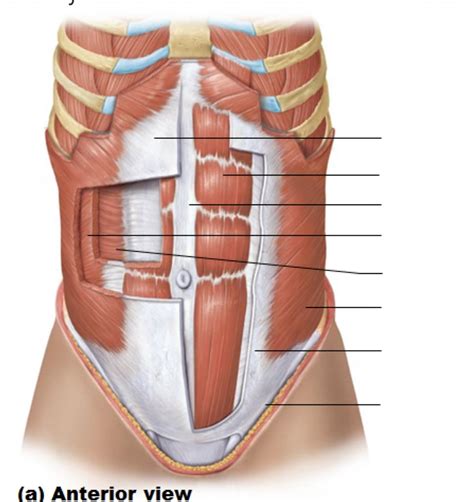 muscles of the stomach Diagram | Quizlet