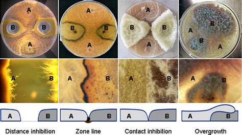 Four Major Types Distance Inhibition Zone Lines Contact Inhibition