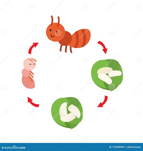 Illustration Life Cycle Ant Stock Vector Illustration Of Nest White