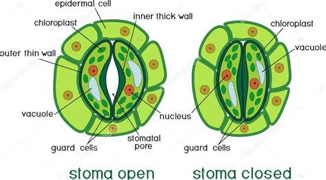 15 Difference Between Stomata And Hydathodes (With Pictures) - AMERICAN GARDENER