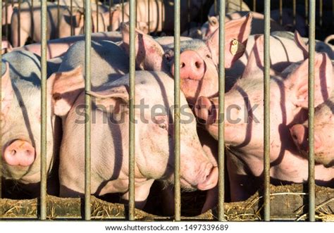 Pig Production On Pig Farm Stock Photo 1497339689 | Shutterstock