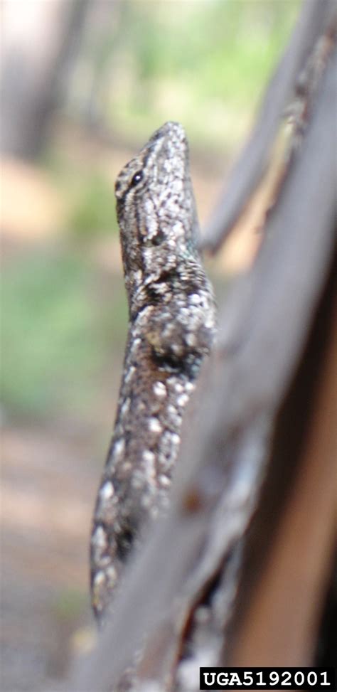 Southern Fence Lizard Sceloporus Undulatus Undulatus