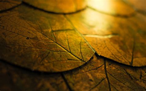 Wallpaper Sunlight Fall Leaves Nature Reflection Wood Branch