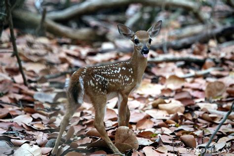 Key Deer | Noni Cay Photography