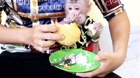 Adorable Baby Monkey Koko Eats Hollow Donuts And Rice Youtube