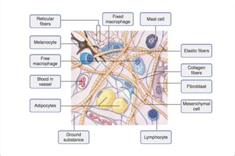 Connective Tissue Characteristics Flashcards Quizlet