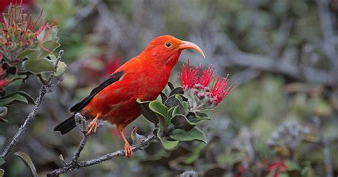 Hàng triệu con muỗi nhảy dù để cứu loài chim biểu tượng của Hawaii