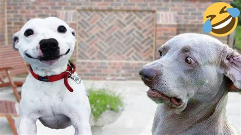 Cachorros E Gatos Engra Ados Tente N O Rir Animais Engra Ados