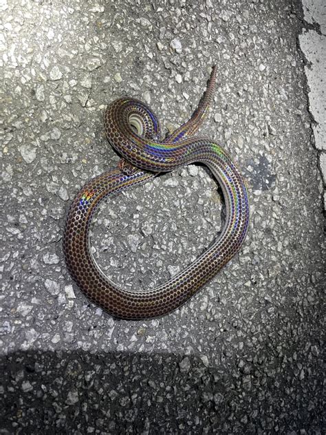 Asian Sunbeam Snake In April 2023 By Artur Tomaszek INaturalist