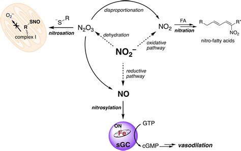 Nitrite And Nitrate Chemical Biology And Signalling DeMartino 2019