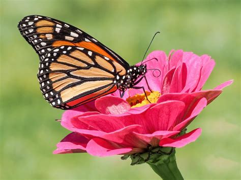 What And How Do Monarch Butterflies Eat Top Organic Gardening