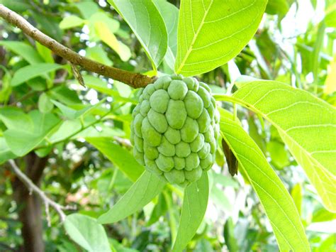 The Plant Princess Soursop Guanabana Fruit Tree