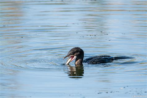 Fb Repas Du Cormoran Pygm E Fabienne Boschetti Flickr